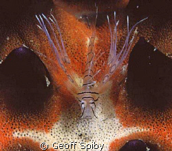 tiny transparent juvenile lionfish hiding on a starfish by Geoff Spiby 